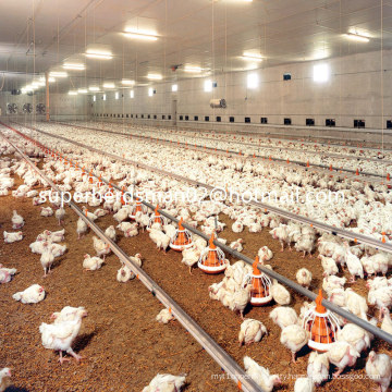 Automatic Poultry Raising Equipment for Broiler and Farm Construction